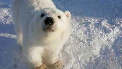 A friendly polar bear cub