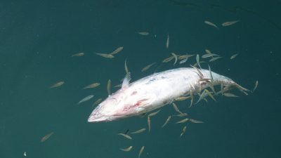 У берега реки в Челябинской области всплыли 300 мёртвых рыб