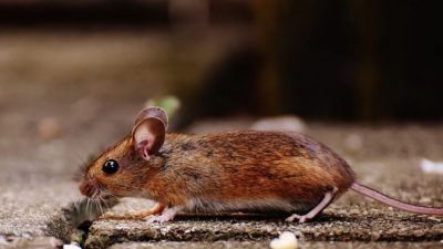 В США сообщили о первом случае заболевания человека хантавирусом, переносимым грызунами