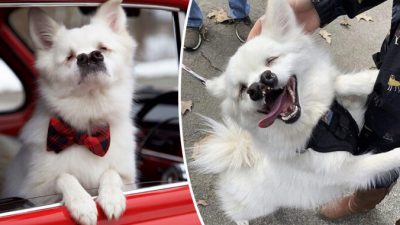 Пёс знает, что неотразим. В этом его убедила новая хозяйка