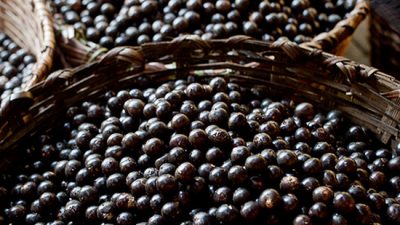 Ягоды асаи: ешь и худеешь?