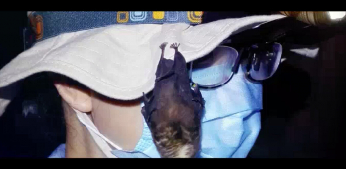 Летучая мышь висит на шляпе исследователя Уханьского института вирусологии, видео 2017 года. 