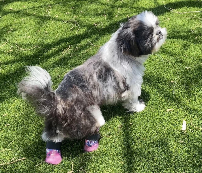 Детектив и маленький пёсик: одна беда на двоих