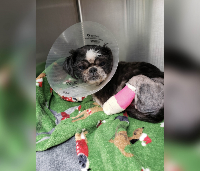 Детектив и маленький пёсик: одна беда на двоих