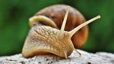 Слизь улитки эффективна для уменьшения морщин. (Image: via ( pixabay© CC0 1.0 )