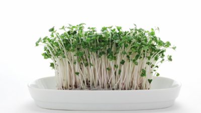 Доступный метод лечения аутизма: ростки брокколи помогают лучше всех лекарств