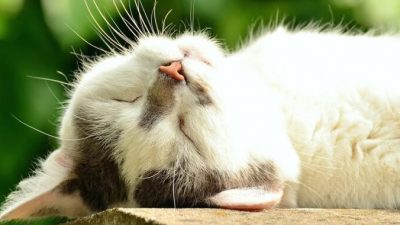 Пропавшая кошка нашлась через 11 лет. Illustration (Pixabay)