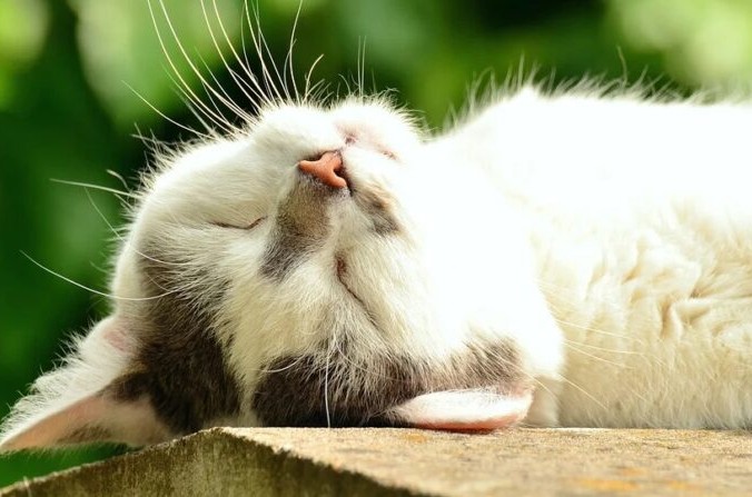 Пропавшая кошка нашлась через 11 лет Пропавшая кошка нашлась через 11 лет. Illustration (Pixabay)