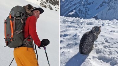 Кошка-альпинистка присоединилась к туристам и поднялась на вершину трёхтысячника