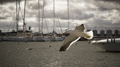 В Шанхае задержали посылку с живыми удавами