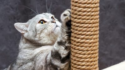 Гигиенический уход за домашними животными