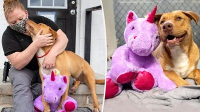 (С любезного разрешения Mary Shannon Johnstone via Duplin County Animal Services)