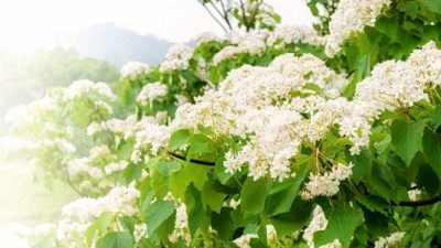 В мире всё имеет изначальную божественную искру и духовность. Тому есть немало свидетельств как из древности, так и в наше время. Растения, животные и даже неодушевлённые предметы реагируют на человеческую доброту. Dreamstime.com 