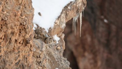 За вами наблюдает снежный барс… Видите его?