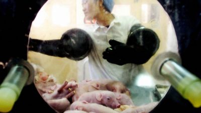 Китайские учёные производят генетически модифицированных свиней для трансплантологии