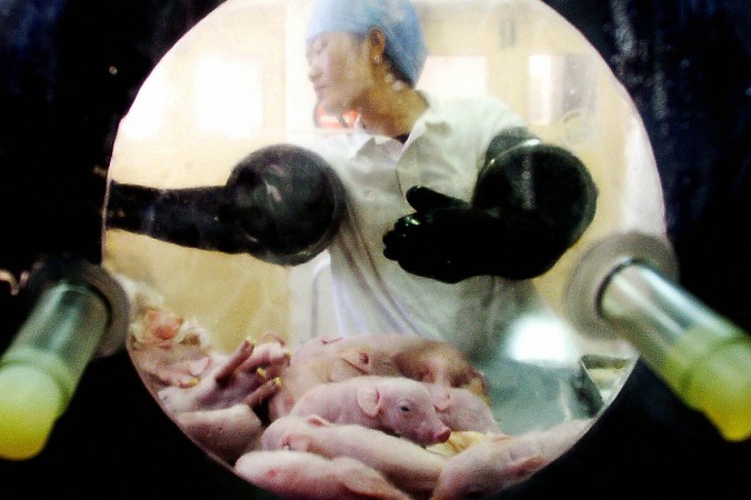 Ветеринар проверяет новорожденных поросят от экспериментальной свиньи, которую кормили только специальной диетой в лаборатории в Пекине 20 октября 2003 года.. (AFP via Getty Images) | Epoch Times Россия
