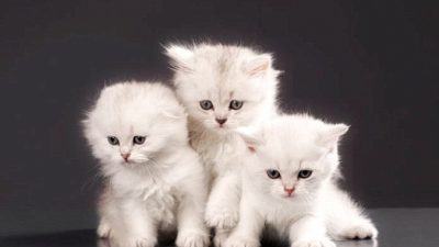 Пять китайских символов удачи: Летучая мышь, кошка и паук — это на счастье!