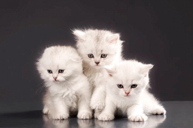 В Китае кошек считают символом удачи. Существует неисчислимое количество легенд и историй о добрых предзнаменованиях и китайских символах удачи. Некоторые из них весьма занятные, но бывают и довольно странные. (Изображение:  Dreamstime.com  ©  Kornilovdream) | Epoch Times Россия