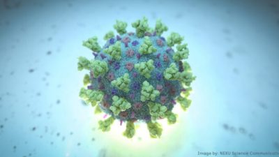 Учёные снова призывают к новому независимому расследованию происхождения Covid-19