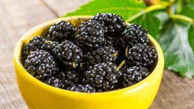 Шелковица: великолепная оздоровительная ягода XXI века