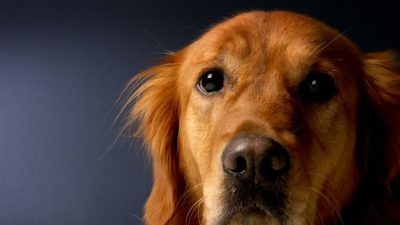 Ещё раз о преданности братьев меньших…