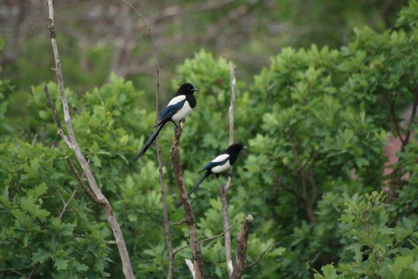 Пять китайских символов удачи: Летучая мышь, кошка и паук — это на счастье!