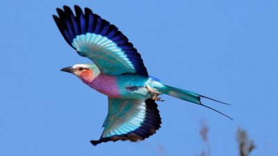 (Johan Swanepoel/Shutterstock)