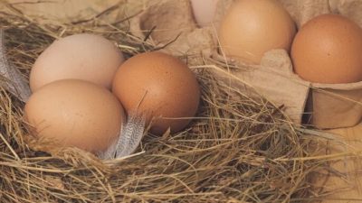 Дордонь: курица несёт яйца «гиганты», это загадка