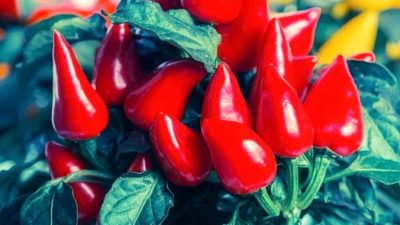 Пять преимуществ острого перца чили для здоровья