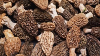 Сморчки любимы поварами и потребителями за их редкость и уникальный вкус. (iremt / shutterstock)