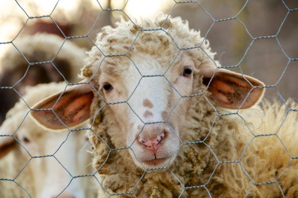 Три влиятельных свидетеля: В Китае нет спасения Три влиятельных свидетеля: В Китае нет спасения