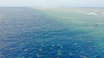 В организме большинства молодых черепах в Квинсленде нашли пластик