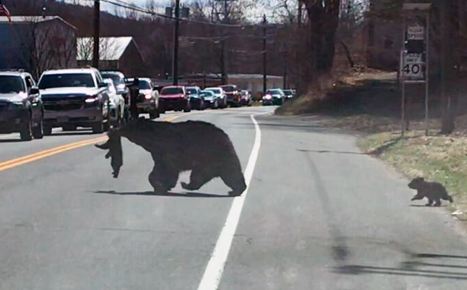 Capture d'écran/ViralHog) | Epoch Times Россия