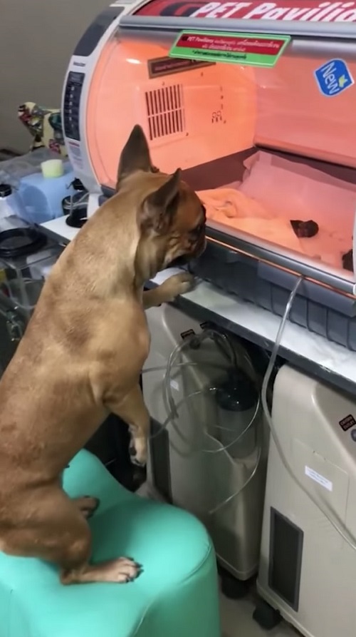 Мама-собака пришла в ветлечебницу навестить своих детей Мама-собака пришла в ветлечебницу навестить своих детей