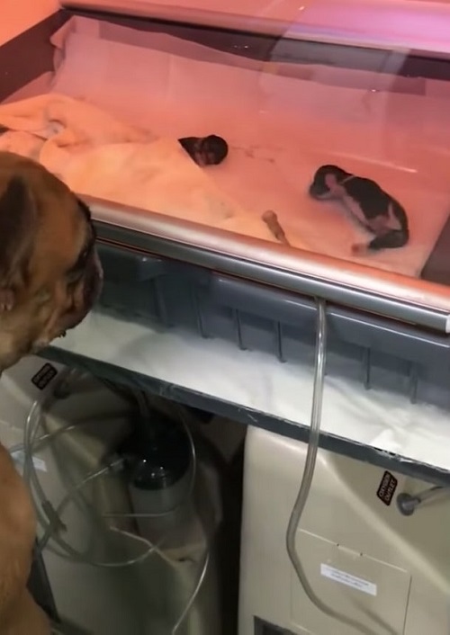 Мама-собака пришла в ветлечебницу навестить своих детей Мама-собака пришла в ветлечебницу навестить своих детей