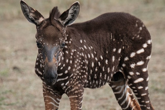 В Кении родился жеребёнок зебры тёмного окраса В Кении родился жеребёнок зебры тёмного окраса