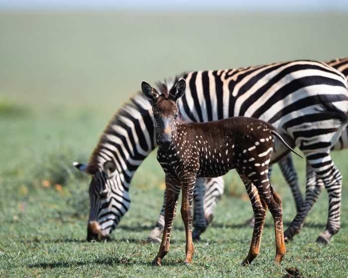В Кении родился жеребёнок зебры тёмного окраса В Кении родился жеребёнок зебры тёмного окраса