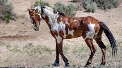 Познакомьтесь с харизматичным мустангом Пикассо