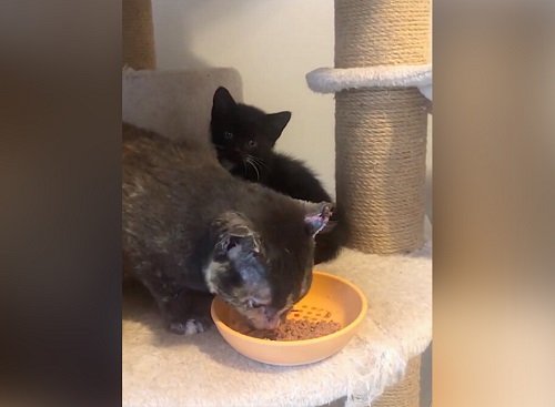 Кошка выносит из горящего сарая своего котёнка, и едва выживает