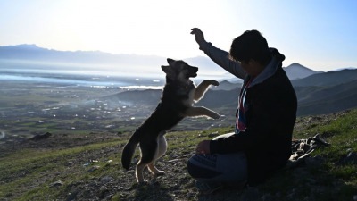 Британские власти одобрили эвакуацию из Кабула 200 собак и кошек