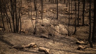 Греция: волонтёры спасают пострадавших от огня животных