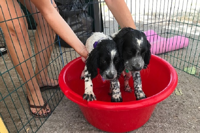 Греция: волонтёры спасают пострадавших от огня животных