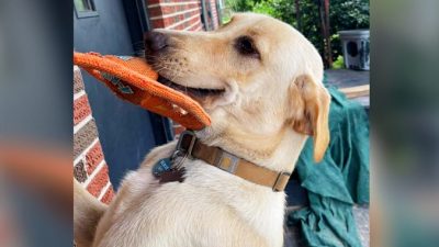 Пёс каждый день что-нибудь дарит хозяйке