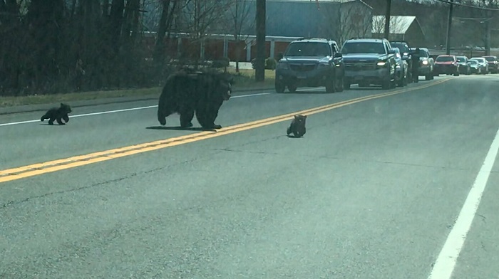В США перекрыли трассу: многодетная медведица переходит дорогу. Не всё так просто…