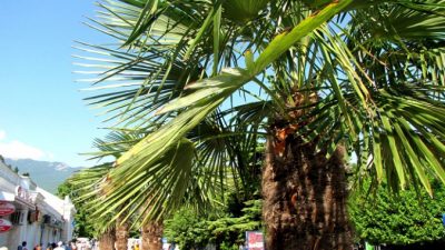 Ялта — популярная здравница крымского полуострова