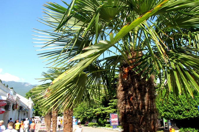 Ялта. Фото:  Барвенковский  /ru.wikipedia.org. (Общественное достояние)  | Epoch Times Россия