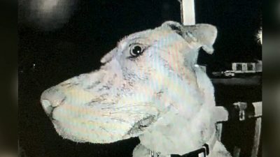 Собака вернулась домой среди ночи и стала звонить в дверь, чтоб её впустили