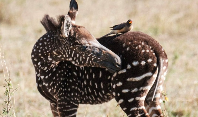 В Кении родился жеребёнок зебры тёмного окраса (YASUYOSHI CHIBA / AFP / Getty Images) | Epoch Times Россия