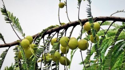 Зелёные лекари: Амла