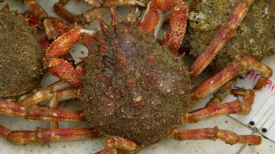 Кот-Д’Армор: панцири крабов устилают пляжи Пленеф-Валь-Андре